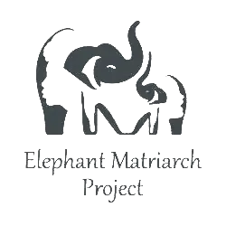 Elephant Matriarch Project, Voi, Kenya